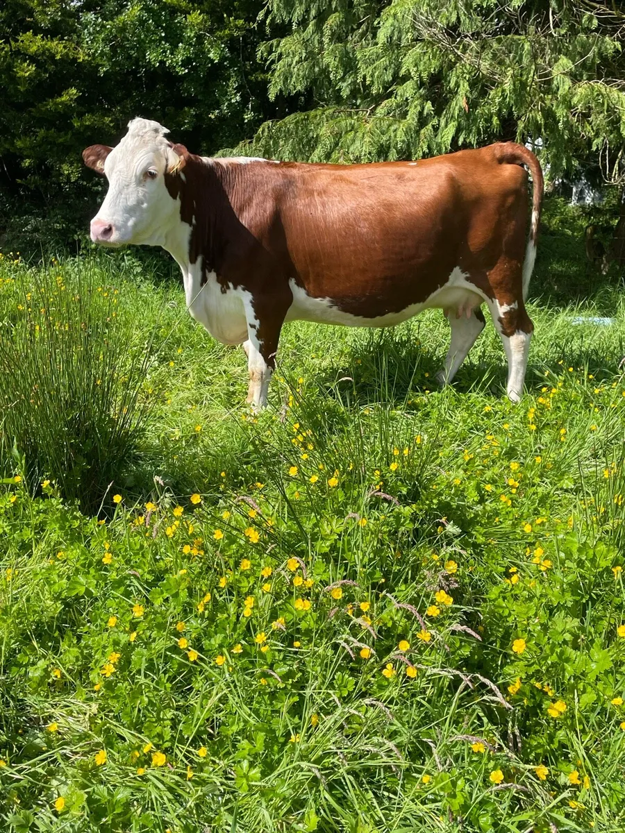 Super herford Incalf cow on time to pb limousine - Image 2