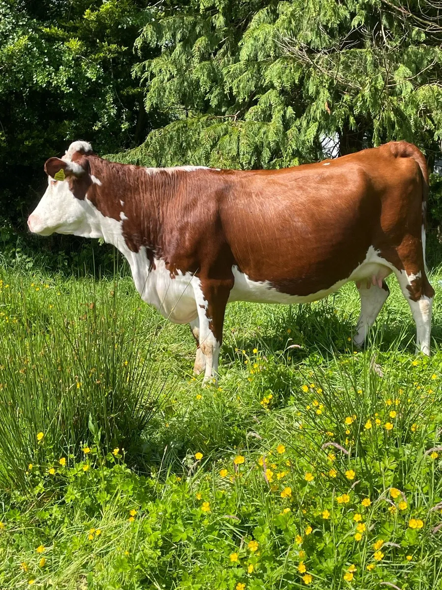 Super herford Incalf cow on time to pb limousine - Image 4