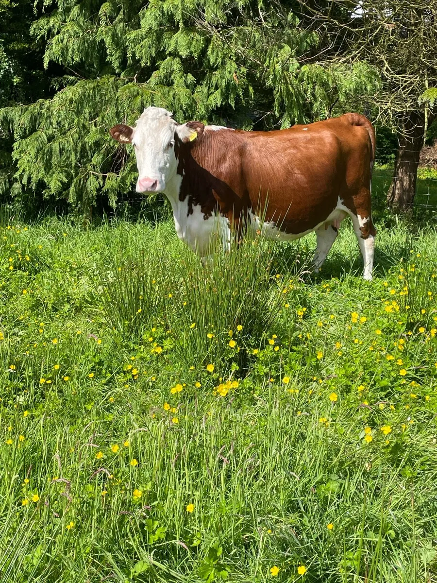 Super herford Incalf cow on time to pb limousine - Image 3