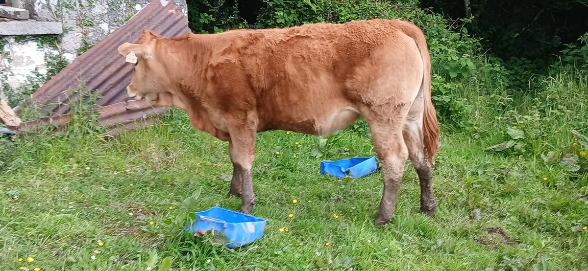 Weanling heifer - Image 3