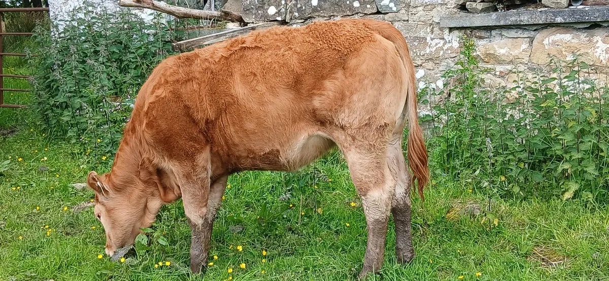 Weanling heifer - Image 4