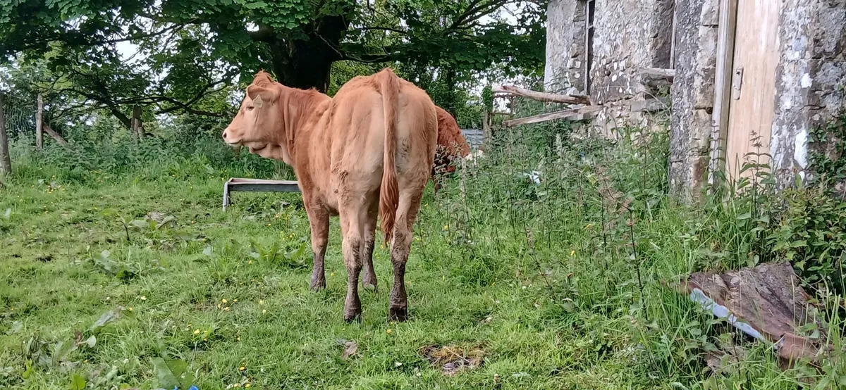 Weanling heifer - Image 2