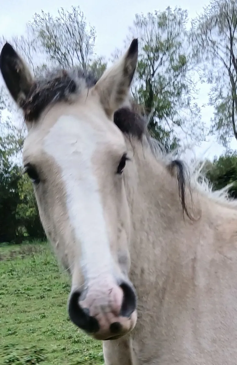 Homebred Colt grandson of Golden Euros . - Image 2