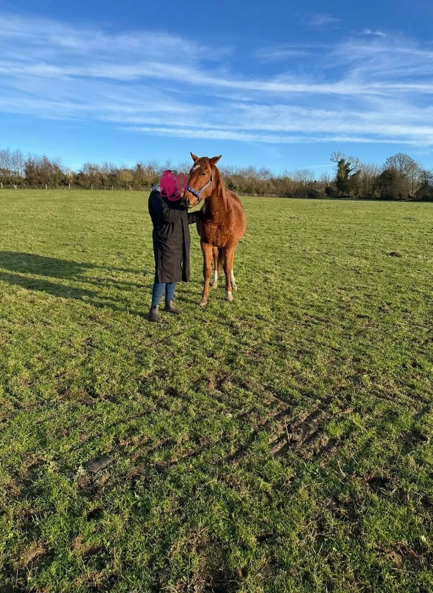 Horse - Image 1