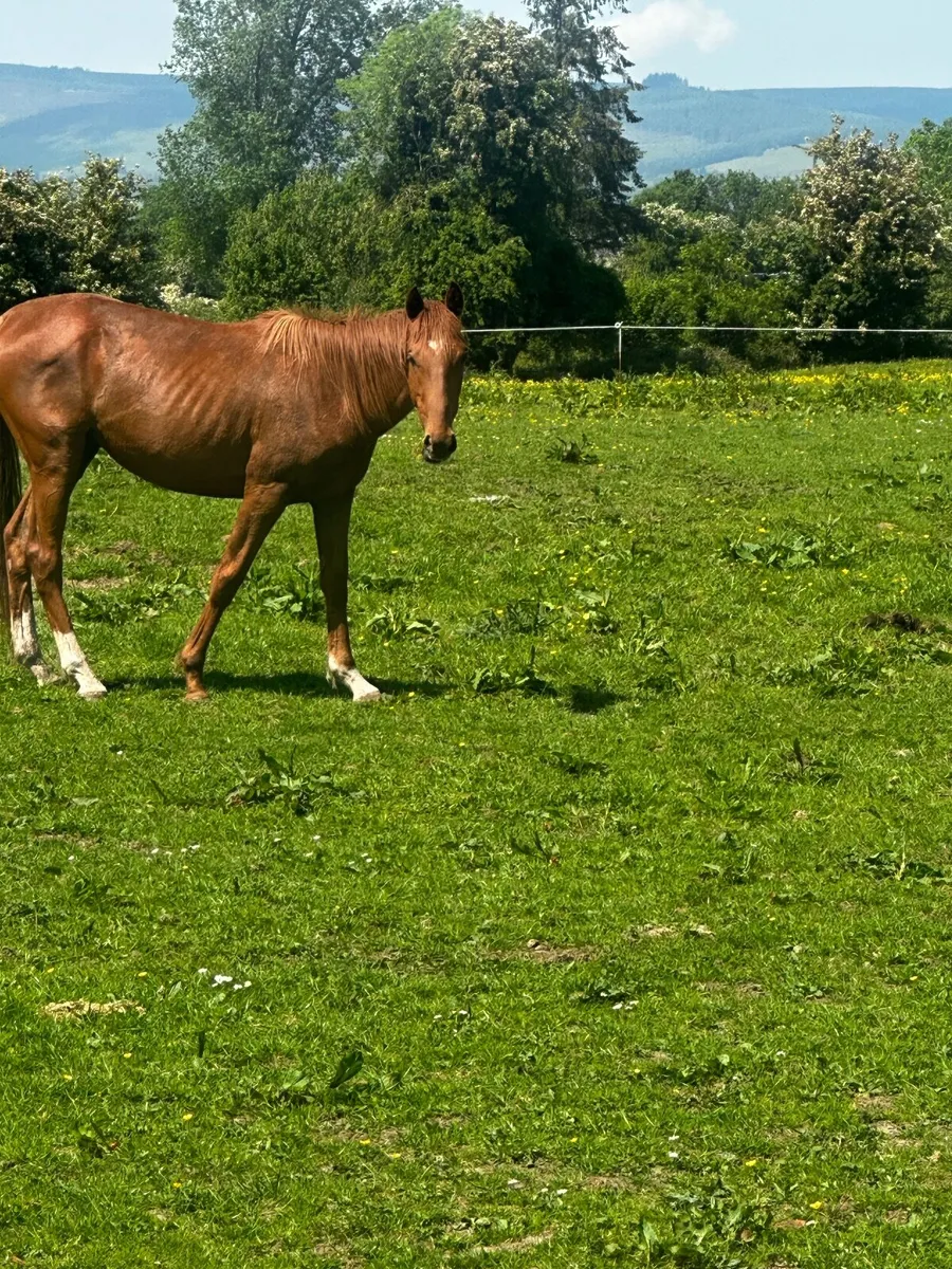Horse - Image 2
