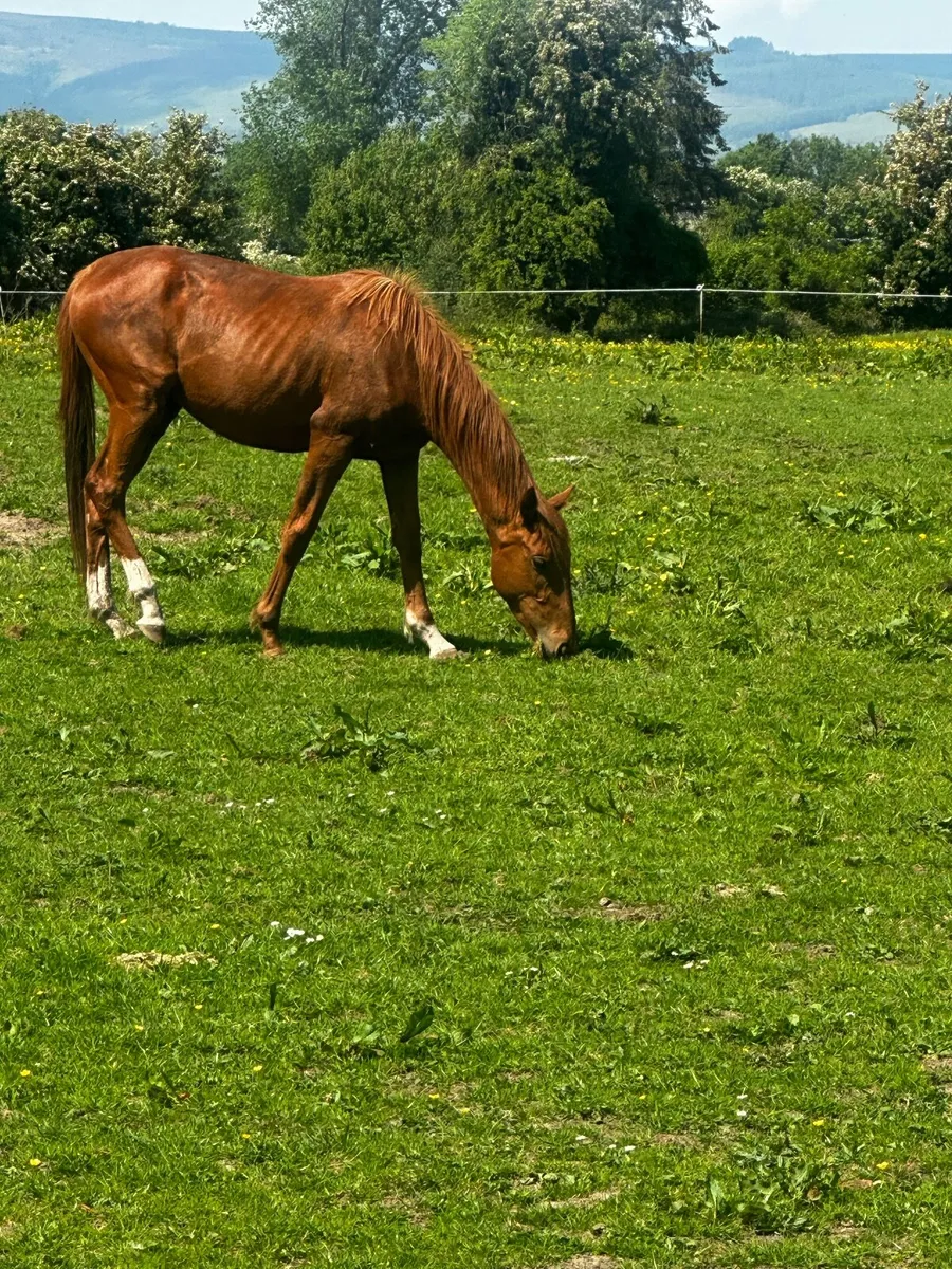 Horse - Image 3
