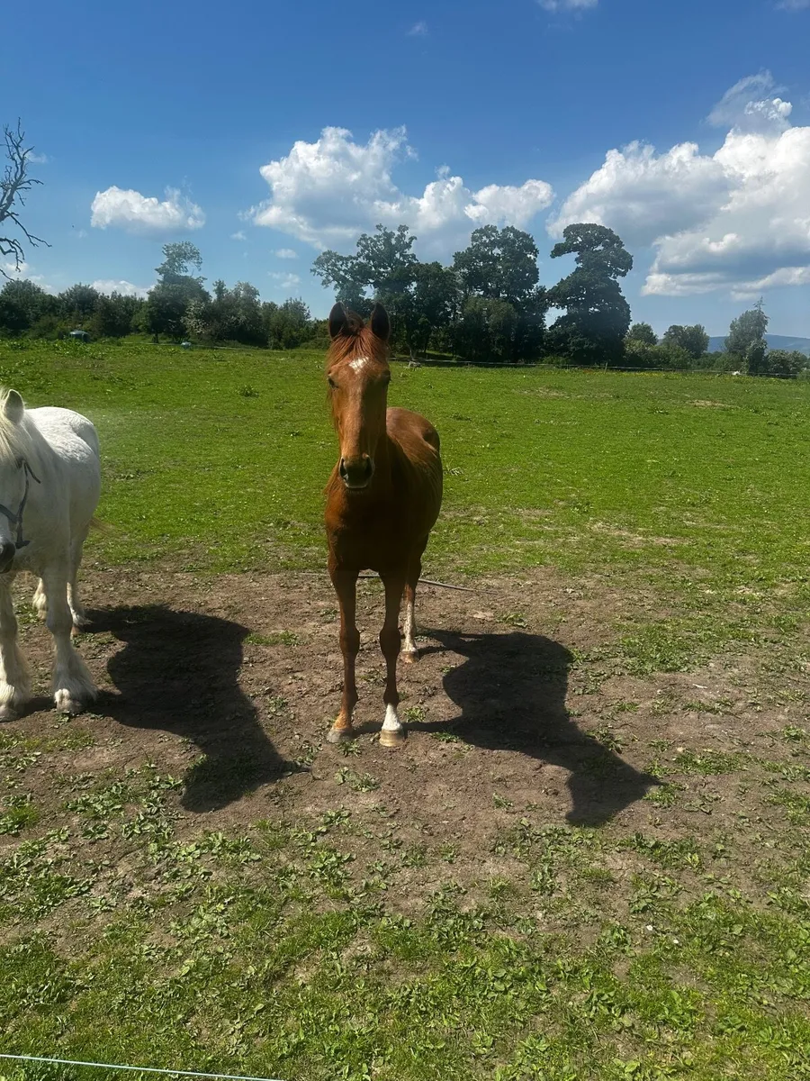 Horse - Image 4