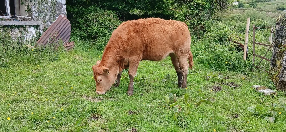 Weanling heifer - Image 1