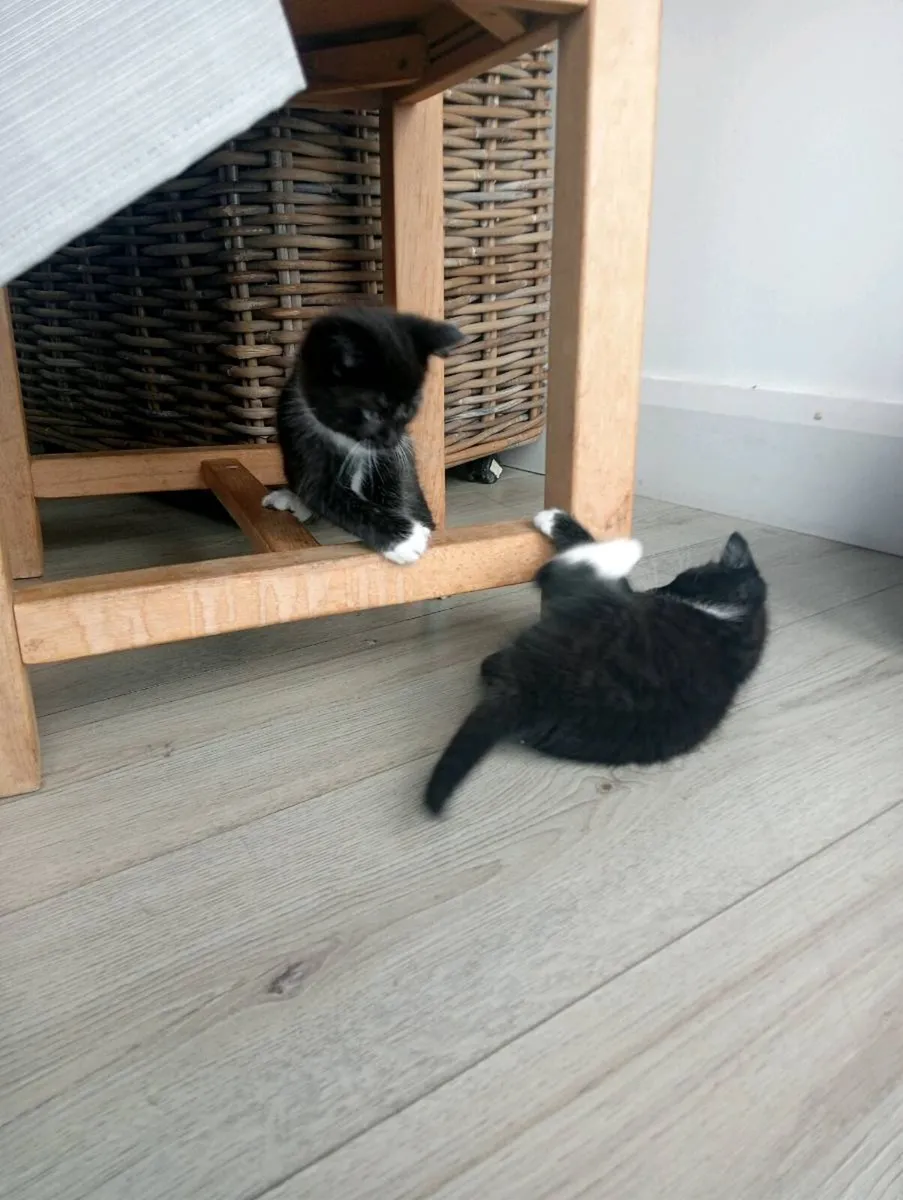 Kittens - Image 3