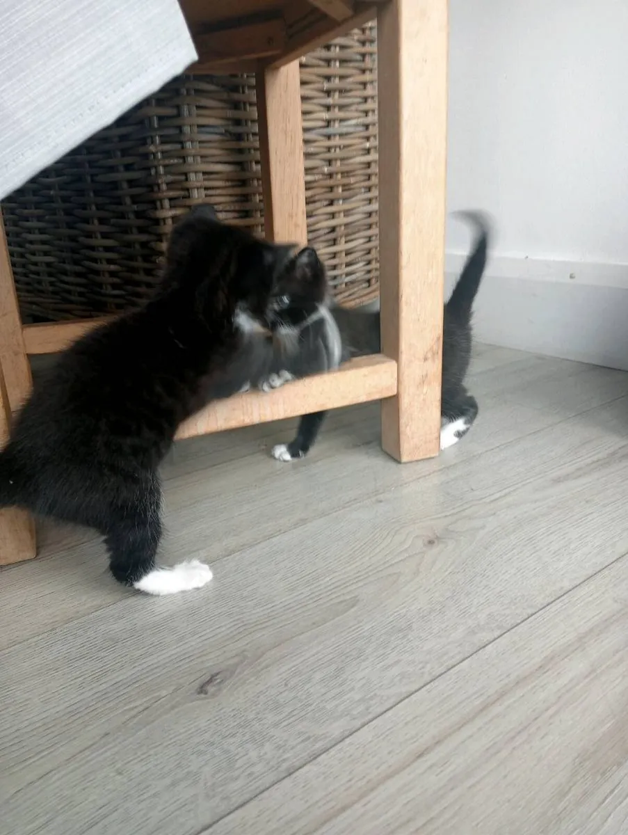 Kittens - Image 4