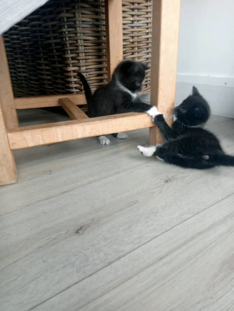 Kittens - Image 1