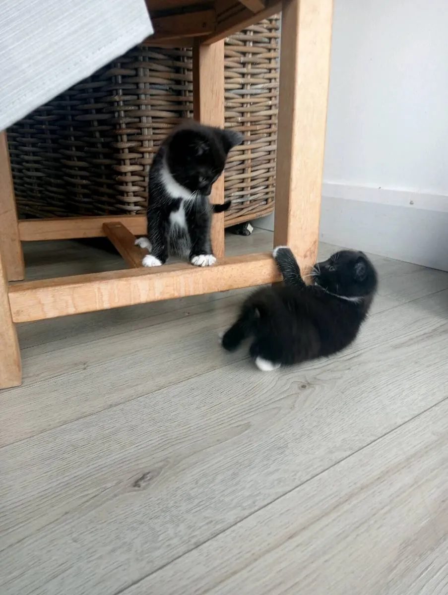 Kittens - Image 2