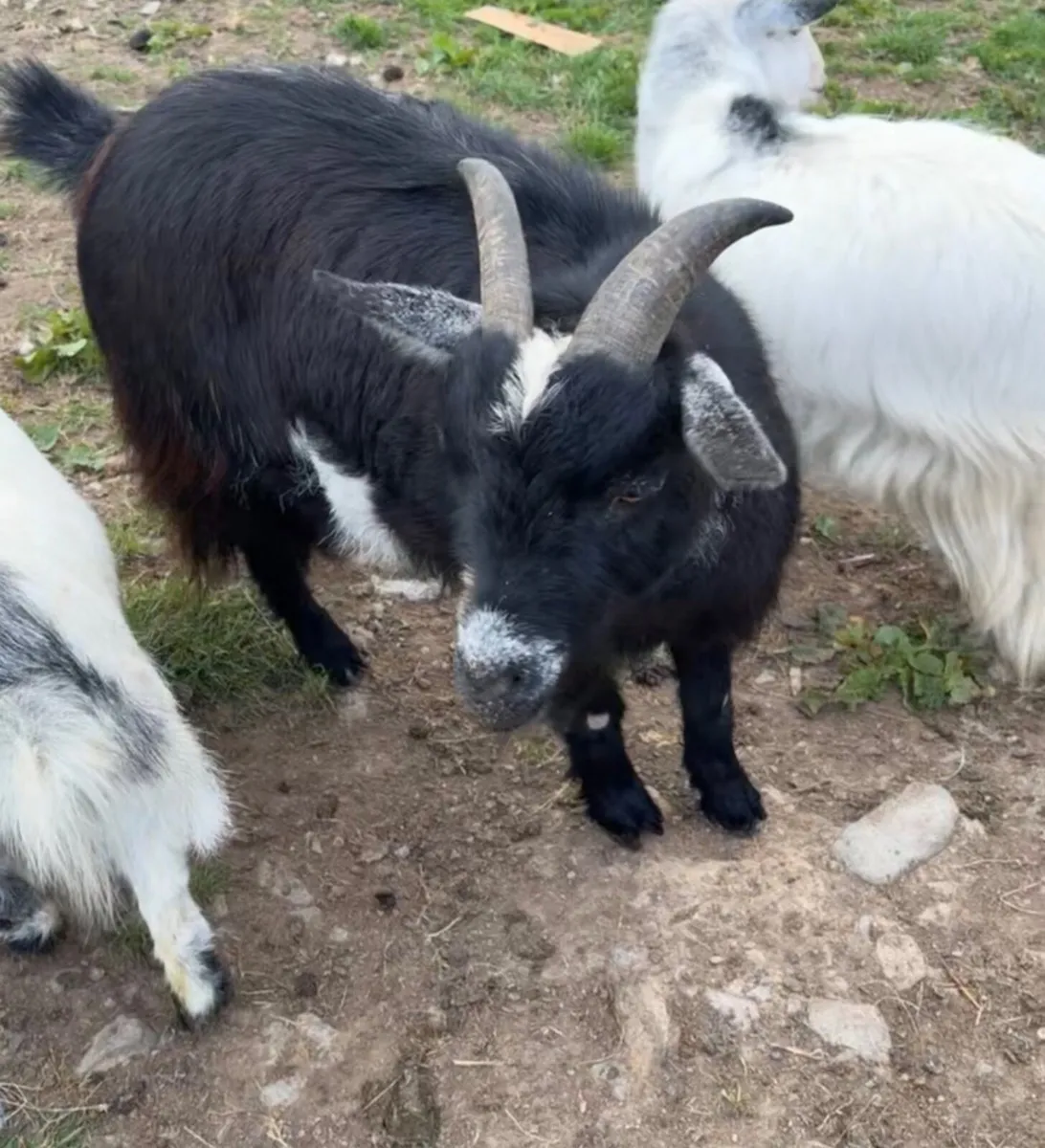 Pygmy Goat - Image 3