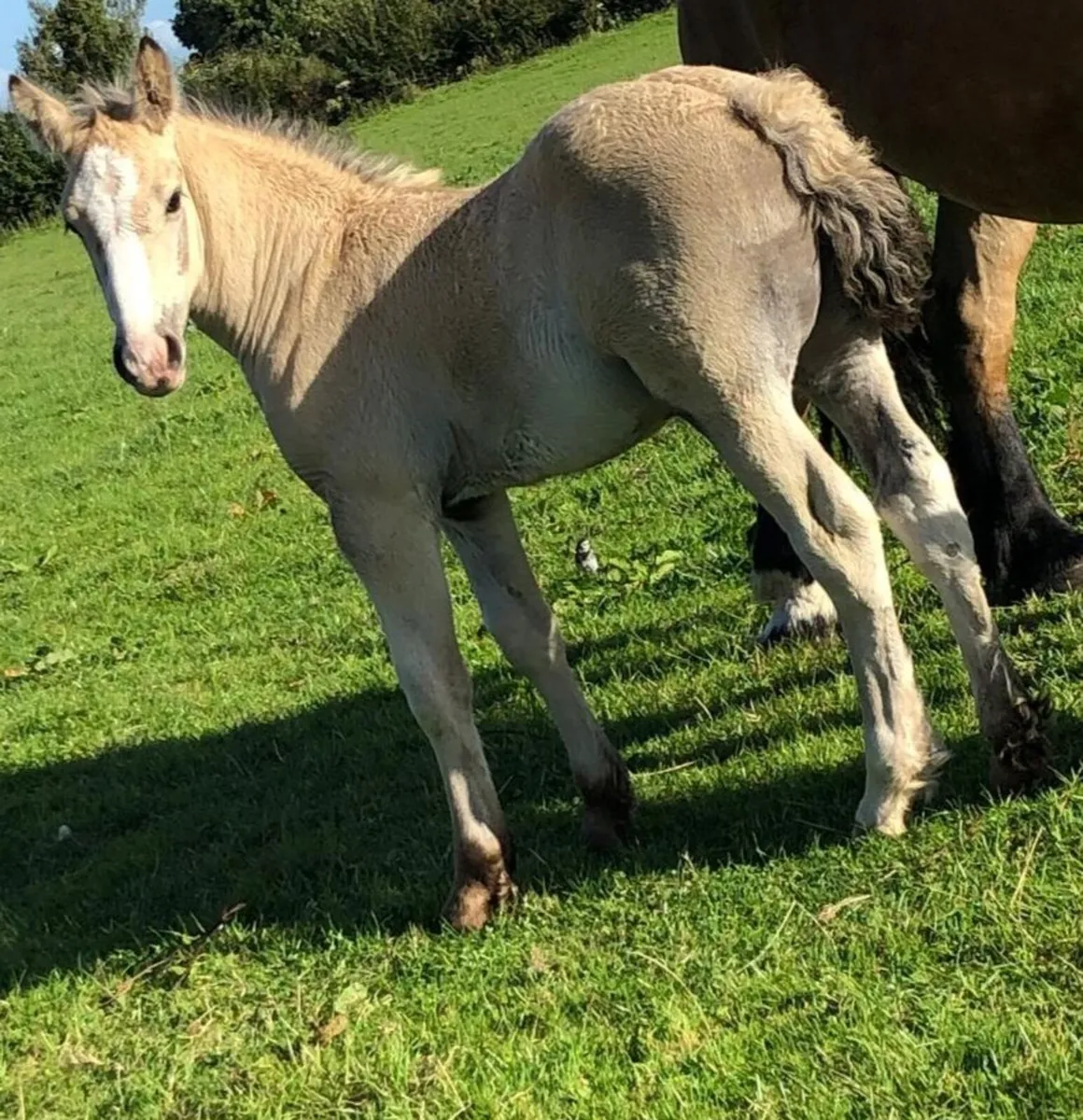 Homebred Colt grandson of Golden Euros . - Image 3