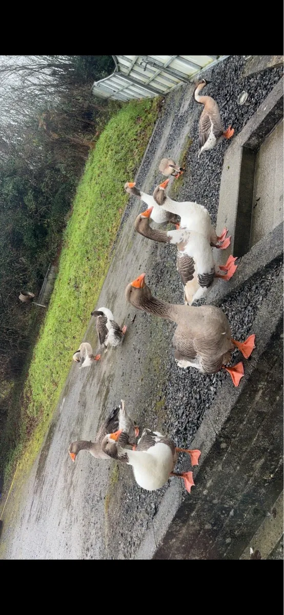 Geese - Image 1