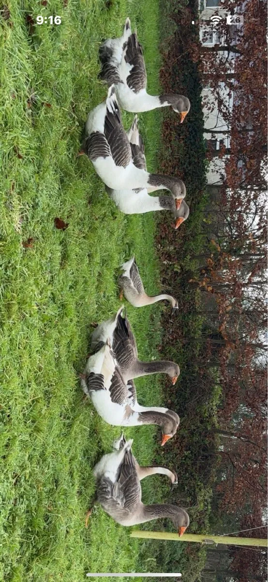 Geese - Image 2