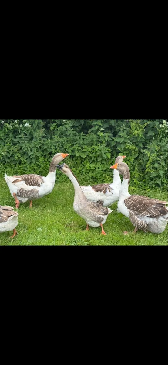 Geese - Image 3