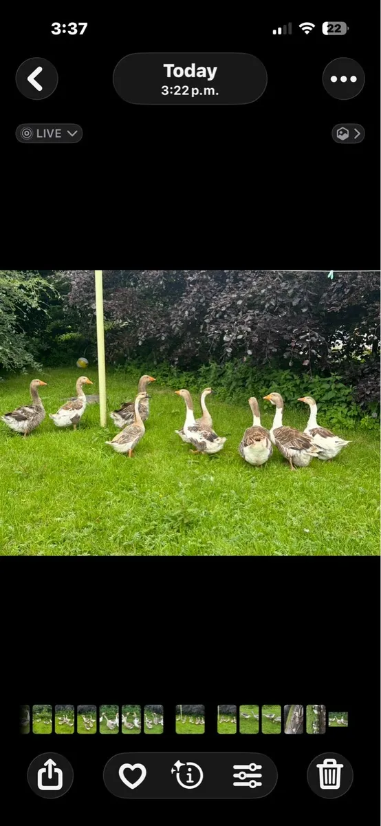 Geese - Image 4