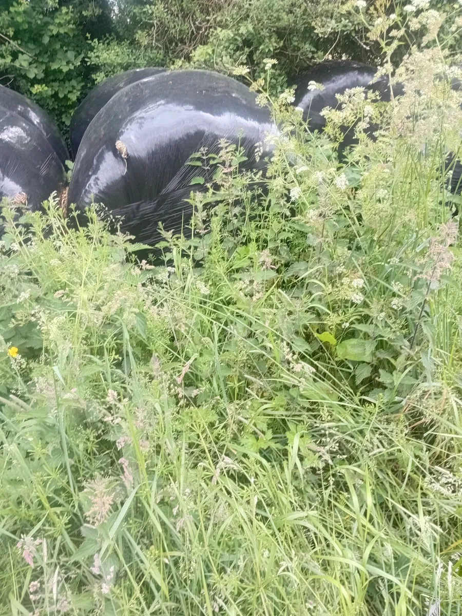 Silage for sale - Image 1