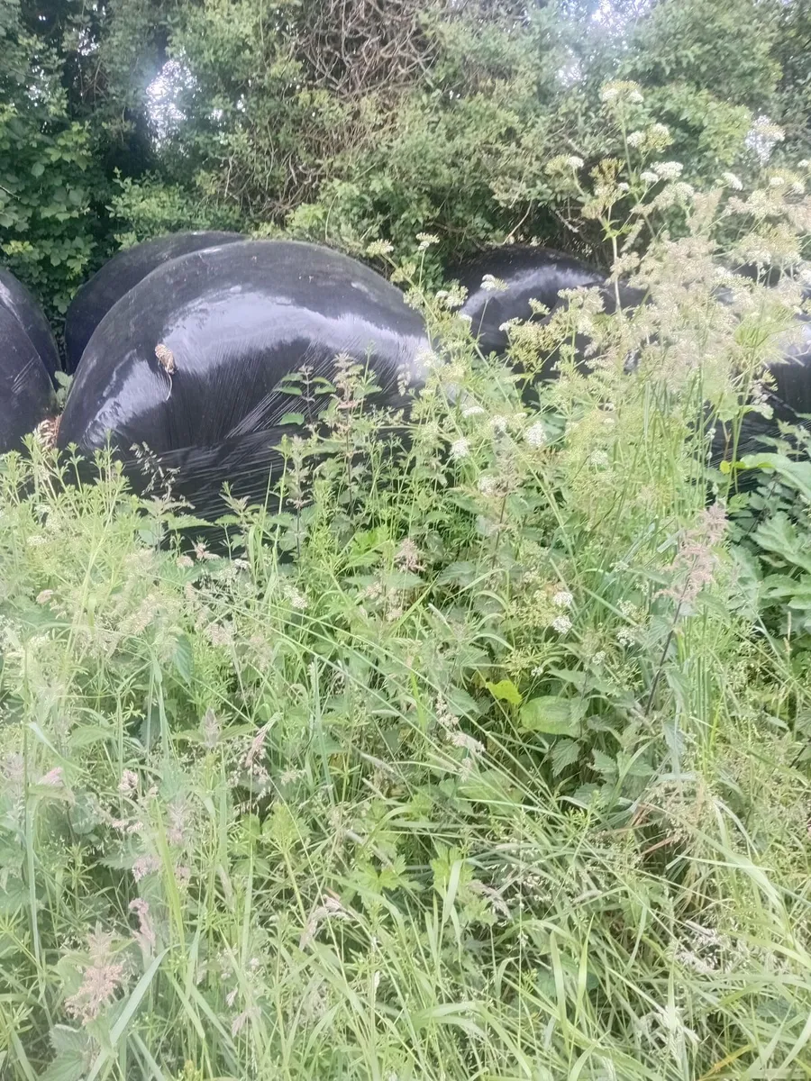 Silage for sale - Image 2