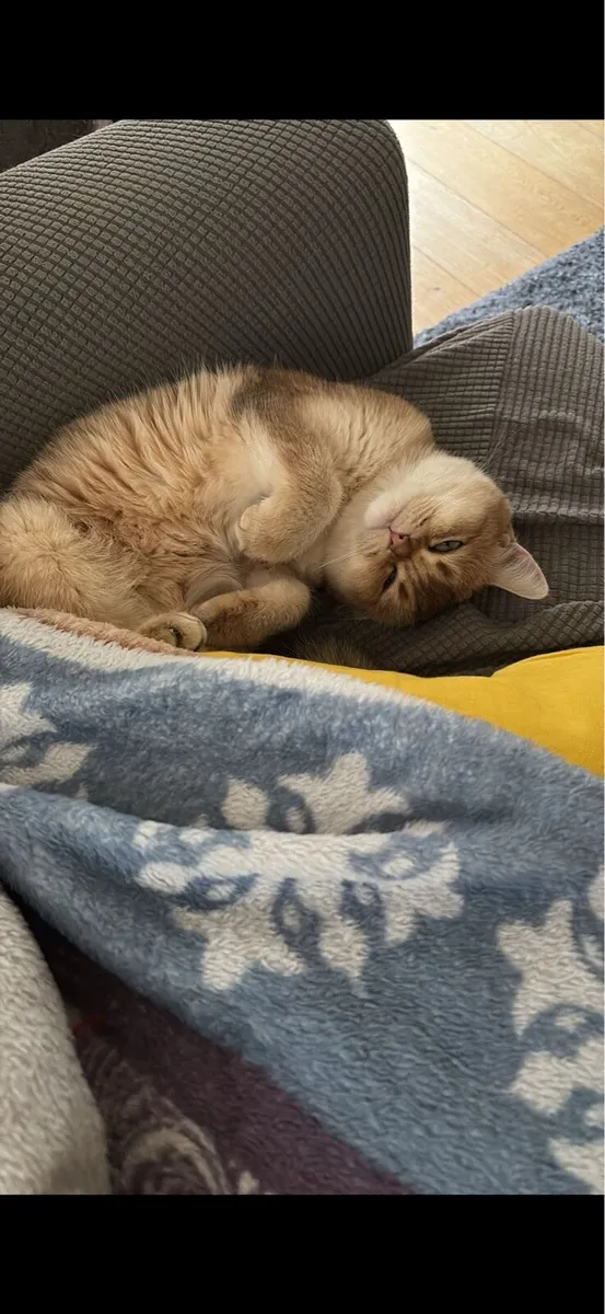 Golden British shorthair - Image 2