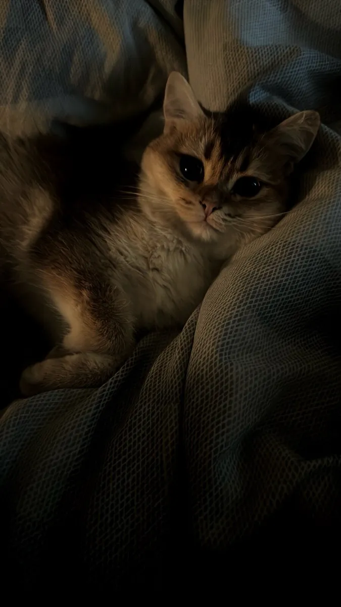 Golden British shorthair - Image 4