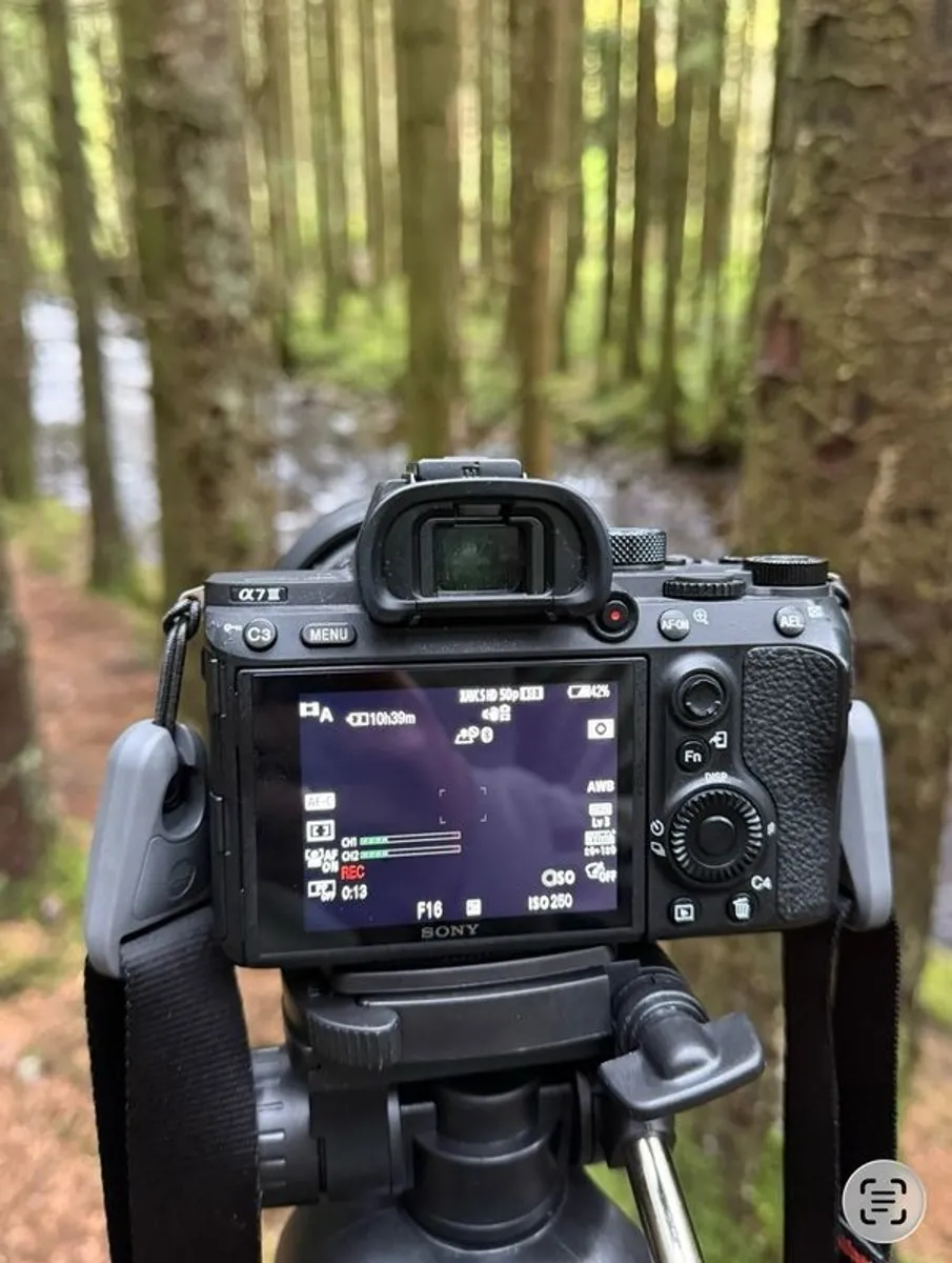 Sony Alpha 7 III + Sigma 24mm F1.4 - Image 4