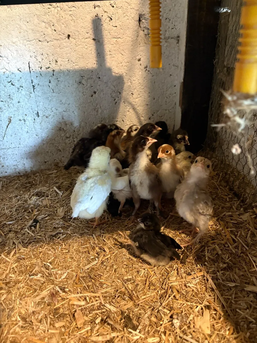 Bantams/ducks - Image 1