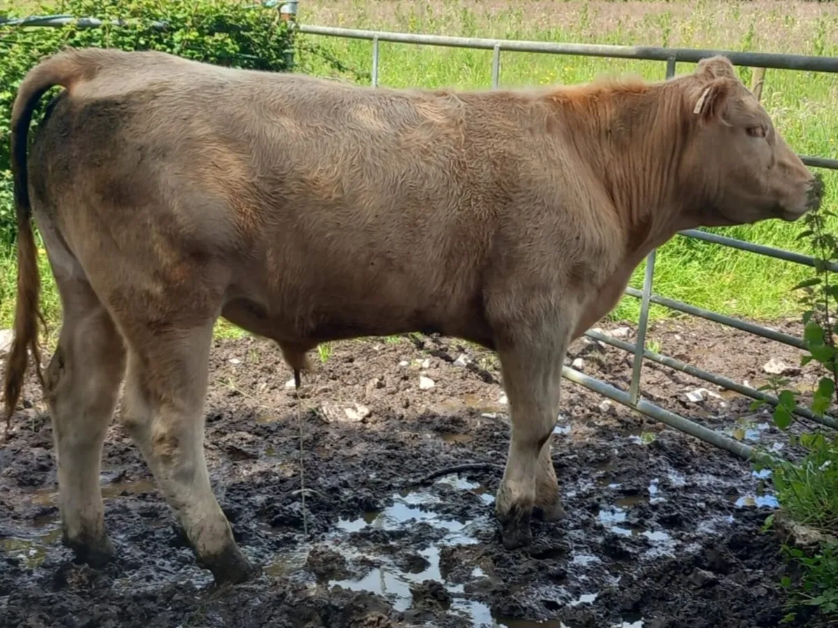 7 Bullocks - Image 1