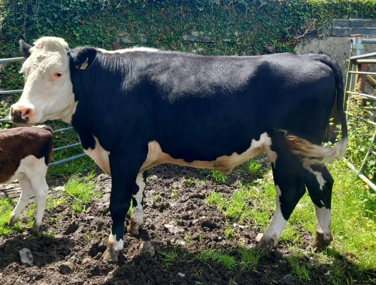 7 Bullocks - Image 2