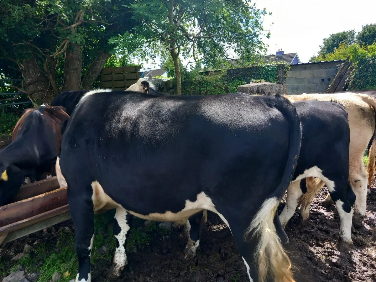 7 Bullocks - Image 3