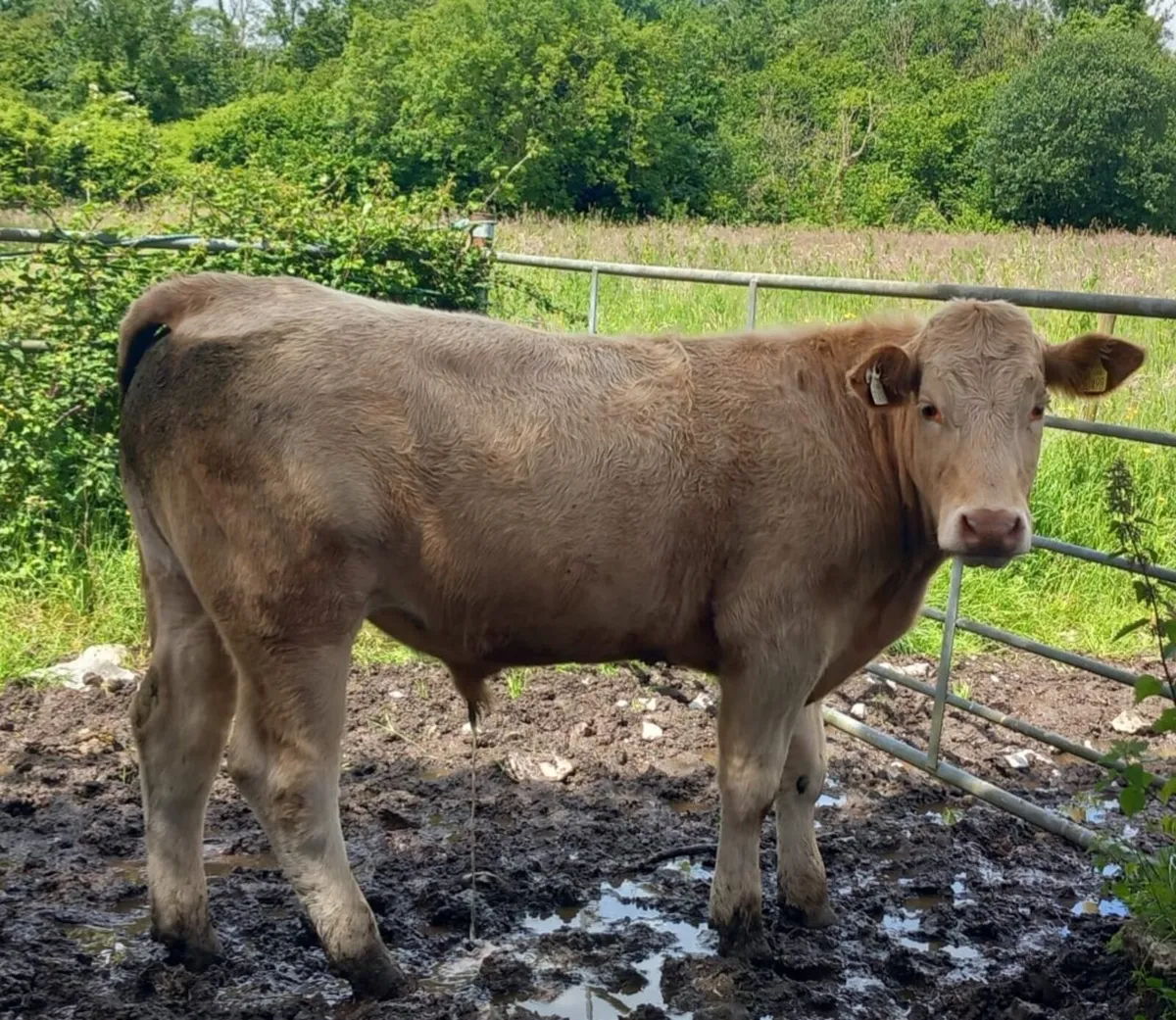 7 Bullocks - Image 4