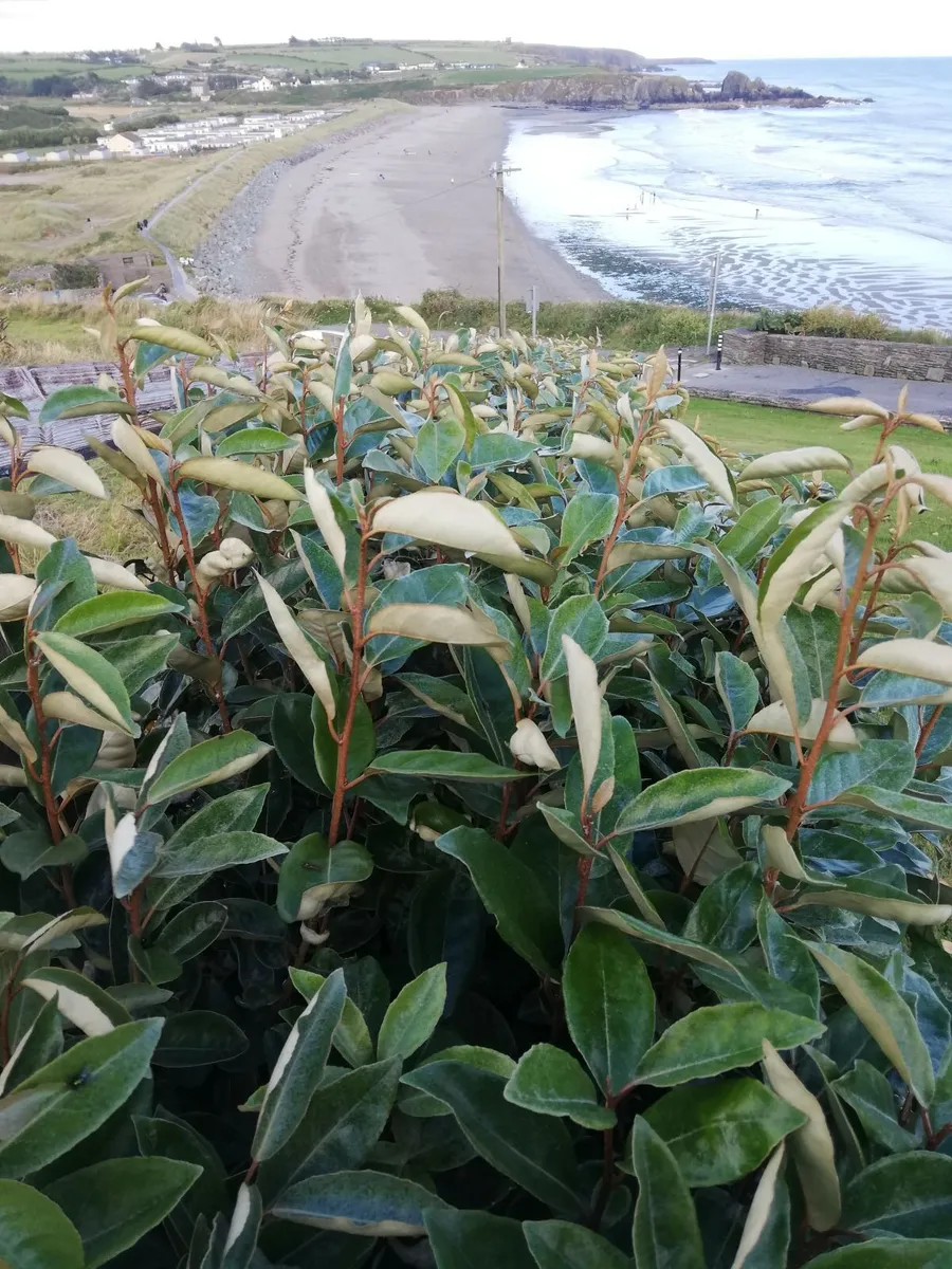 Elaeagnus Ebbengei - Coastal Hedging - Image 1