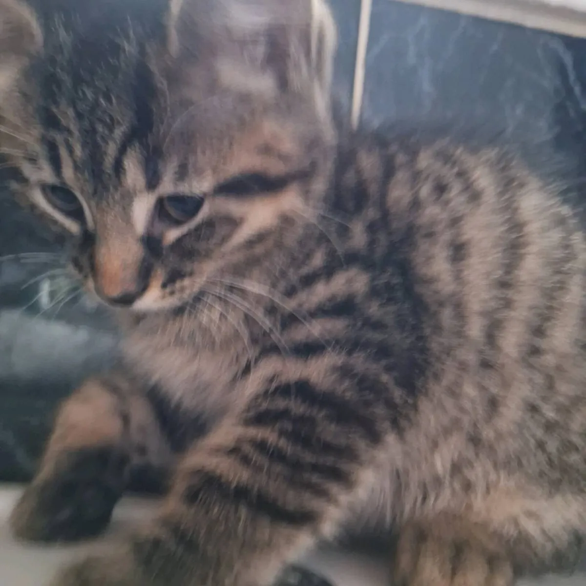 Kittens - Image 2