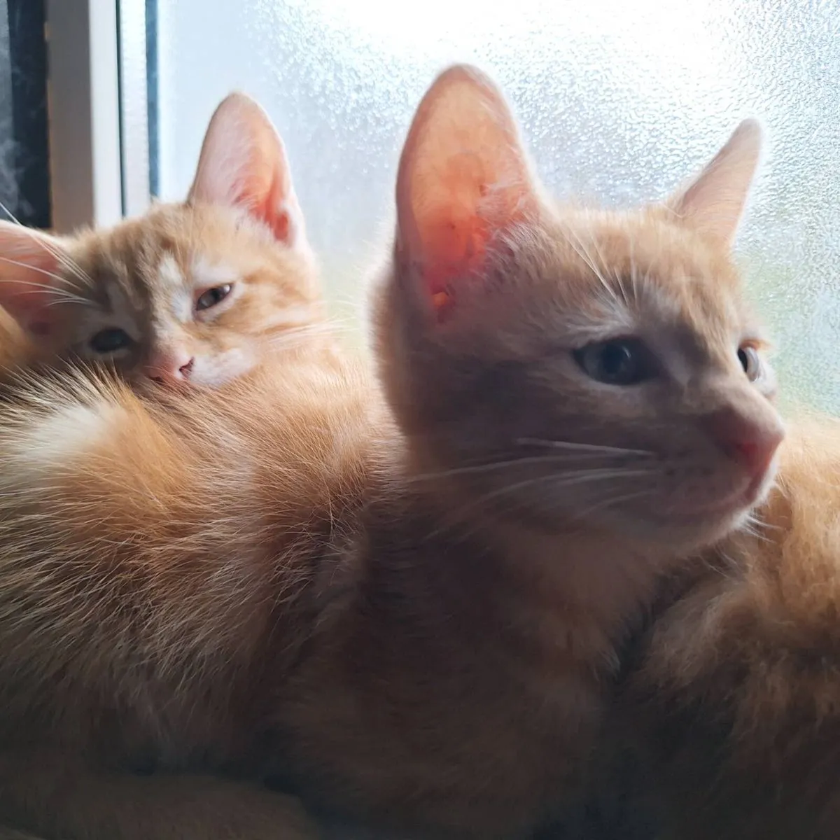 Kittens - Image 3