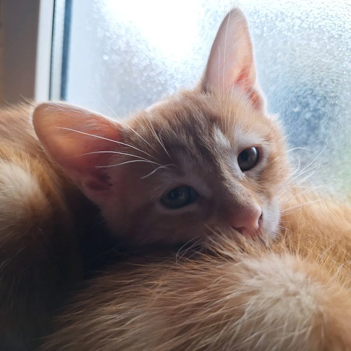 Kittens - Image 4