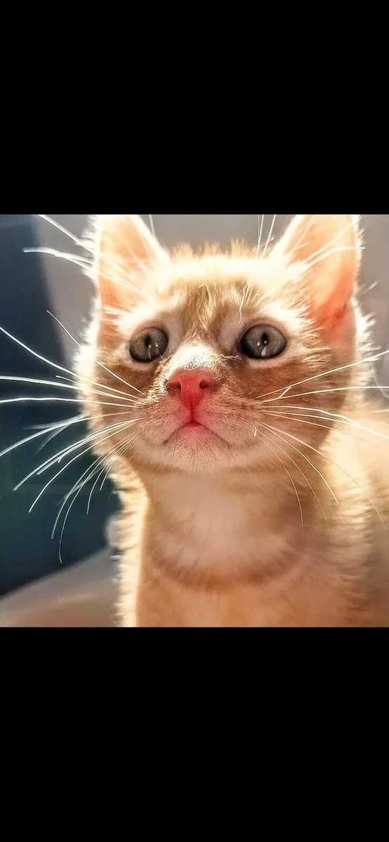 Kittens - Image 1