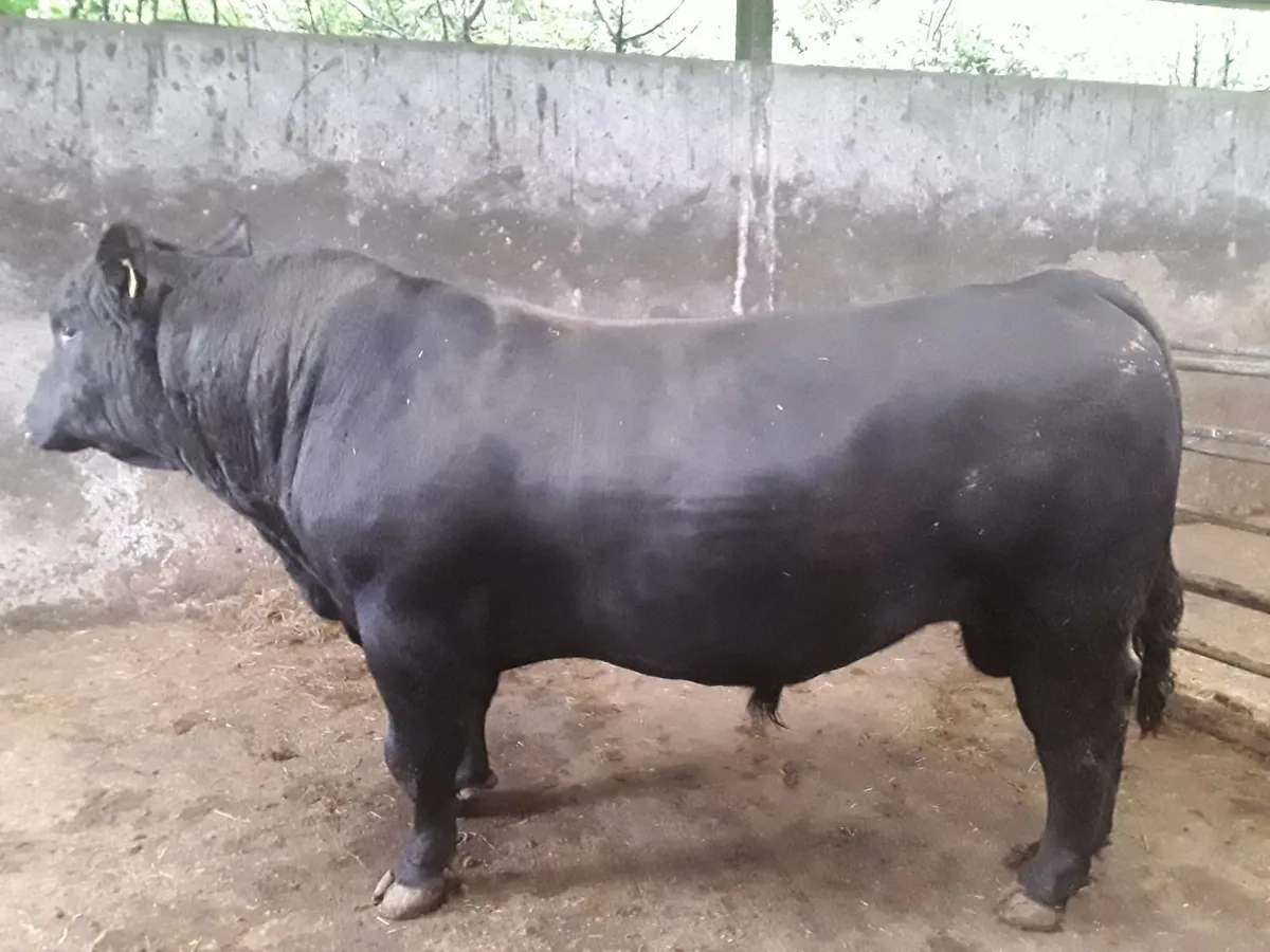 Pedigree Angus Bulls - Image 3