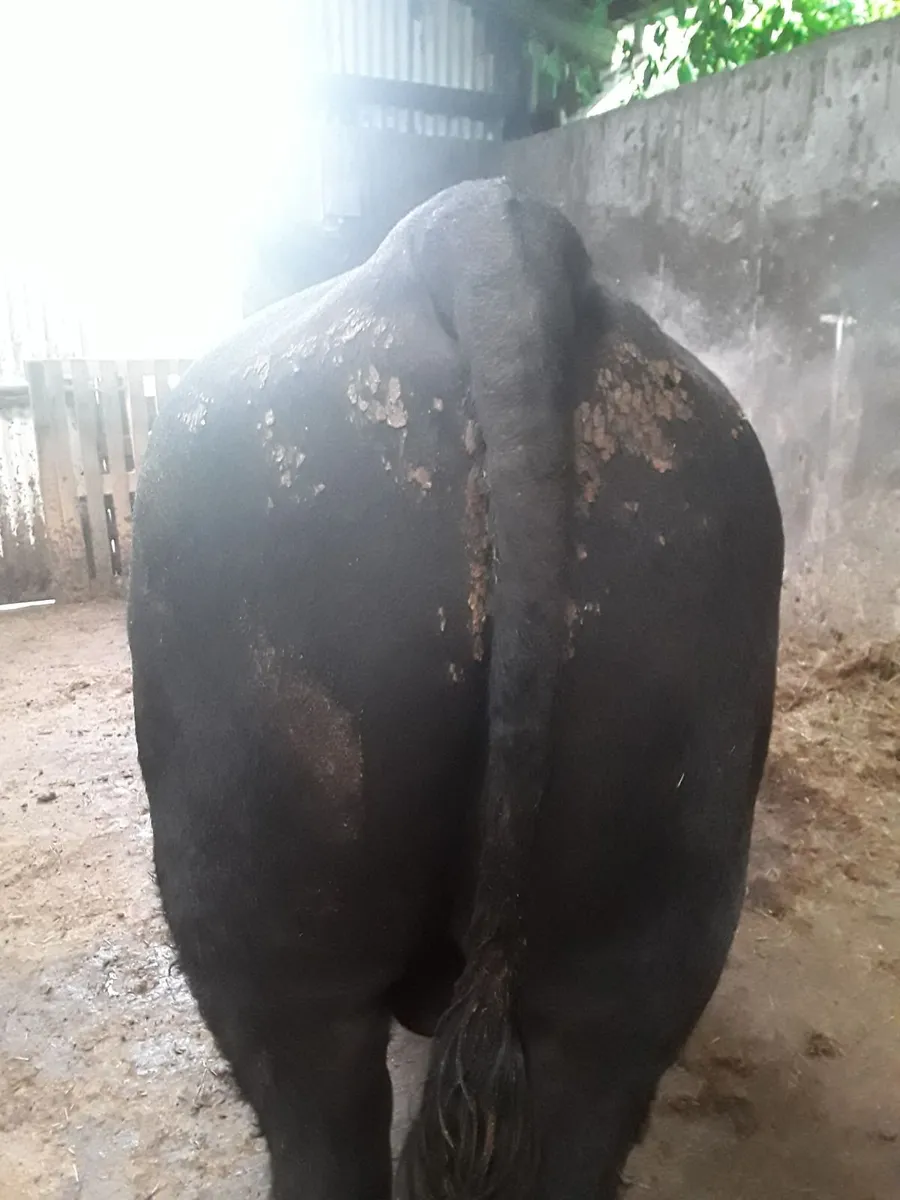 Pedigree Angus Bulls - Image 4