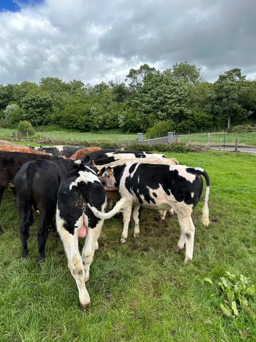 Beef bred bullocks - Image 4