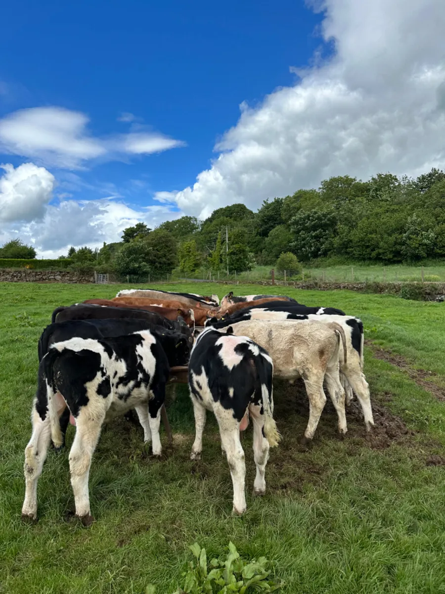Beef bred bullocks - Image 1