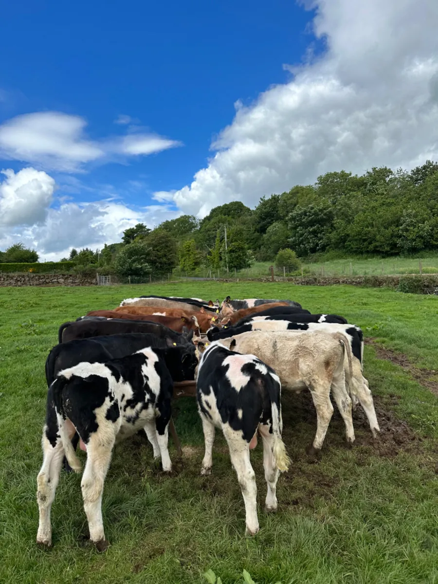 Beef bred bullocks - Image 3