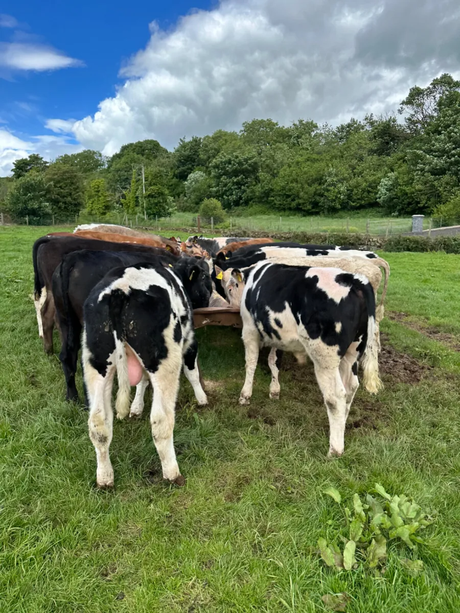 Beef bred bullocks - Image 2