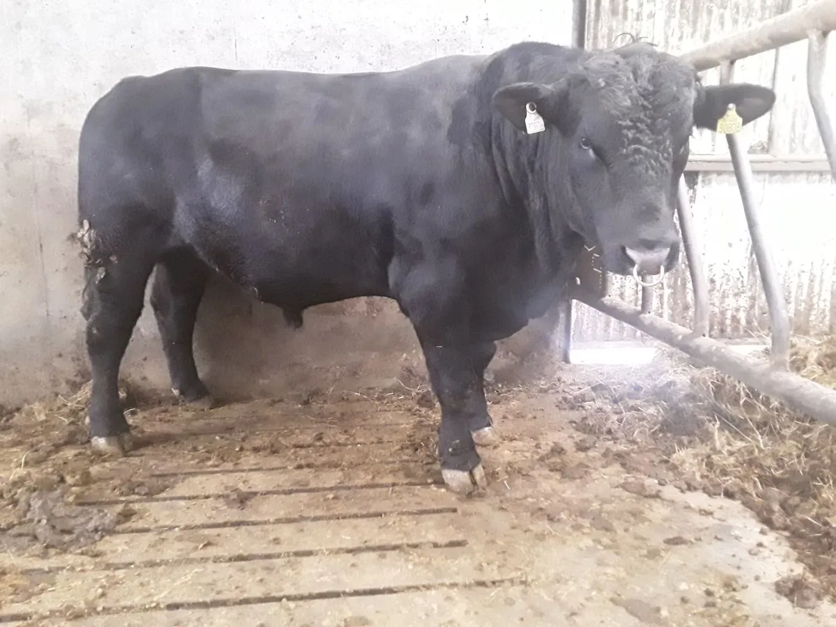 Pedigree Angus Bulls - Image 2