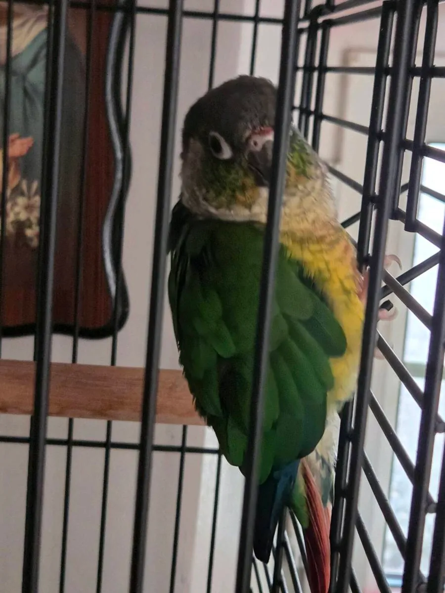 Green cheek conure - Image 1