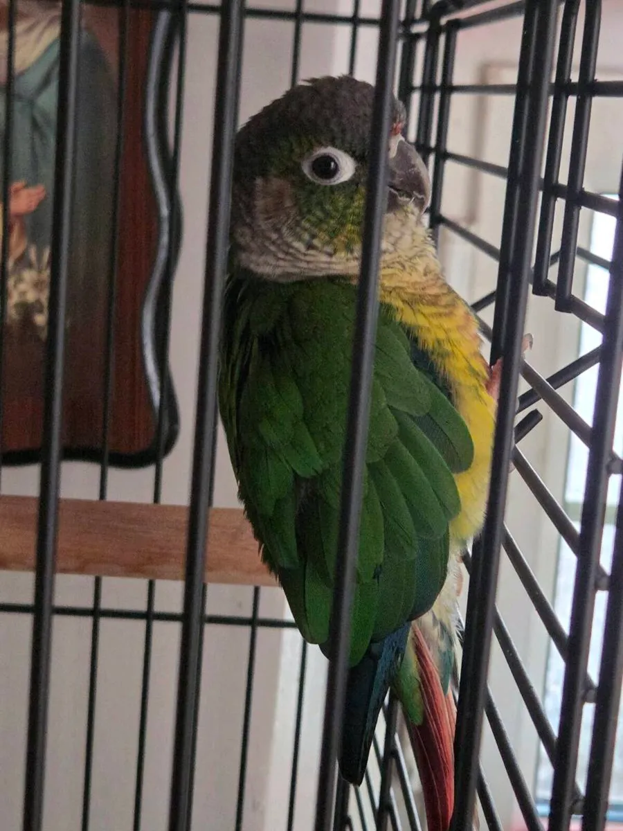 Green cheek conure - Image 2