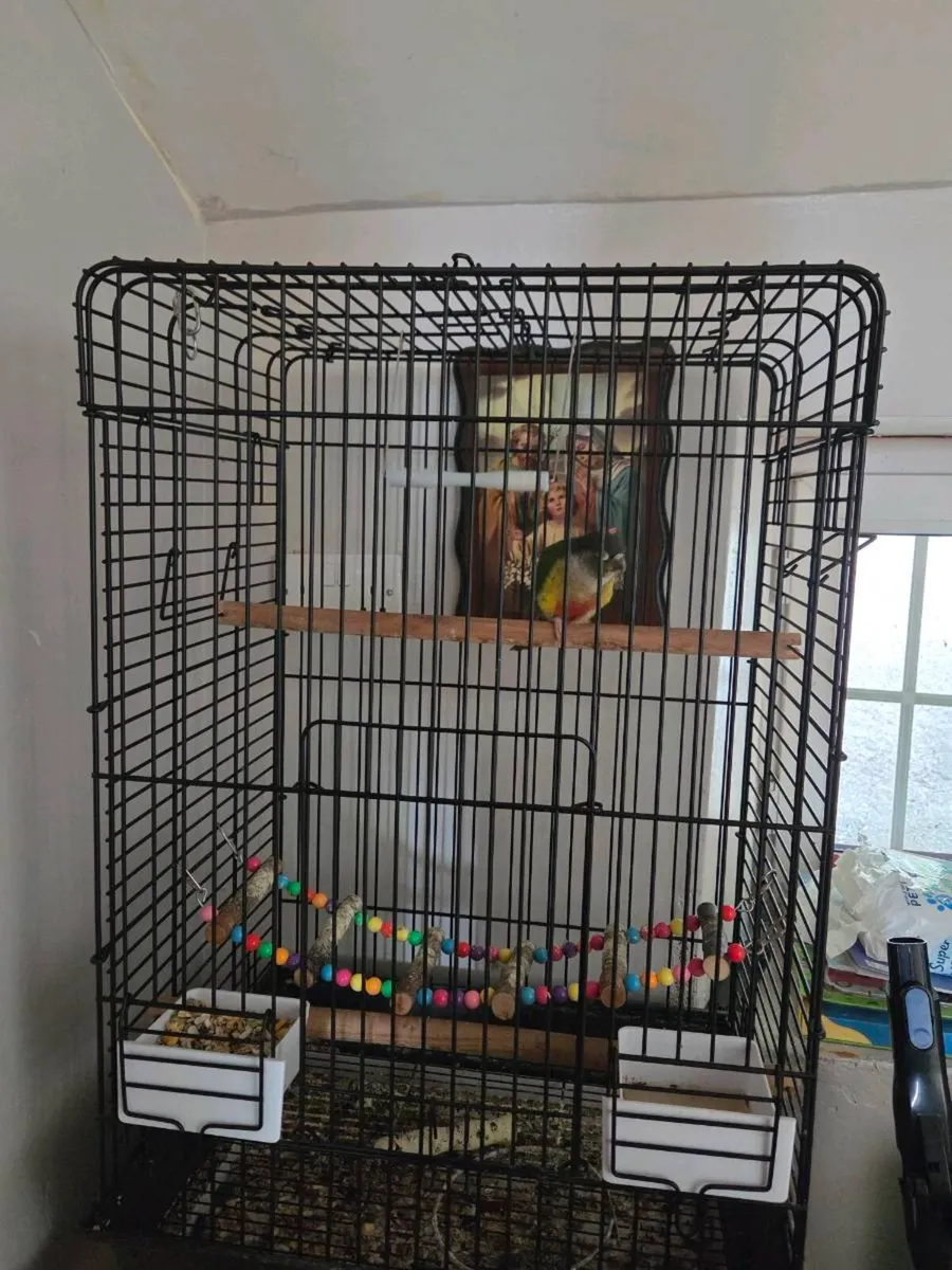 Green cheek conure - Image 3