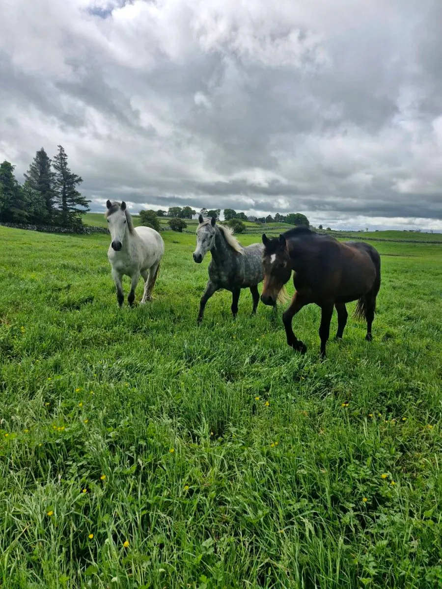Connemara geldings - Image 2