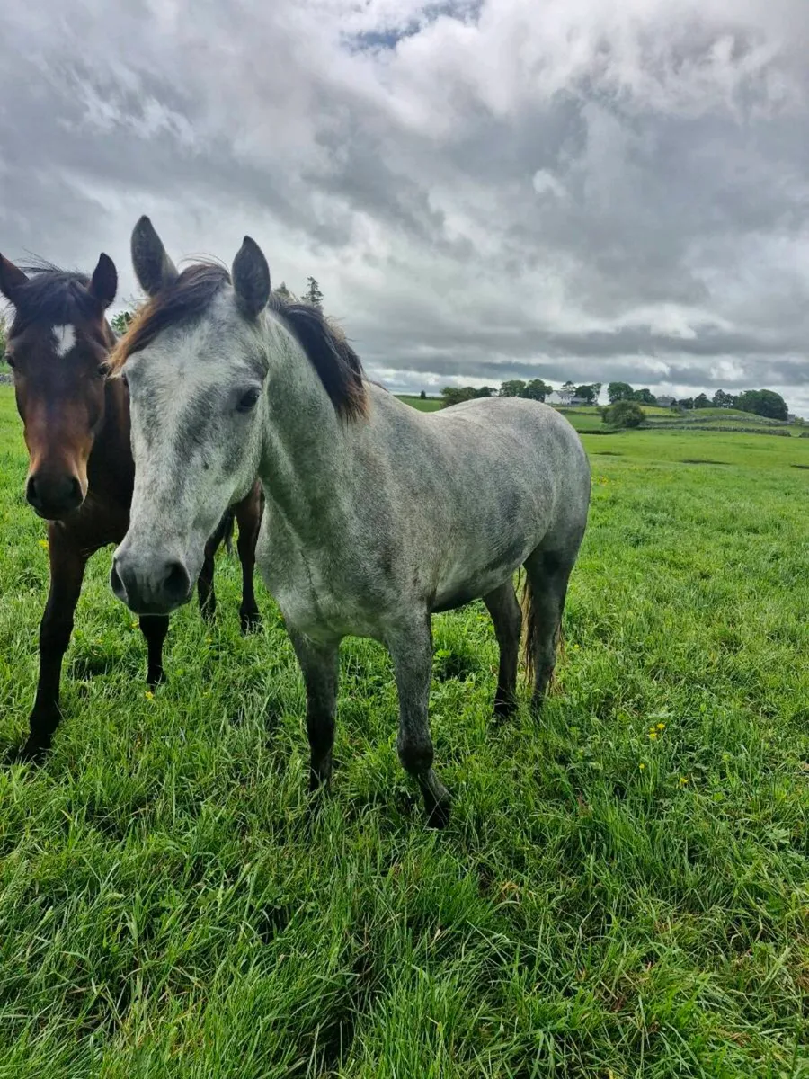 Connemara geldings - Image 3