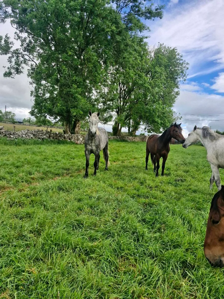Connemara geldings - Image 4